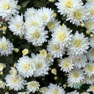 White+Yellow