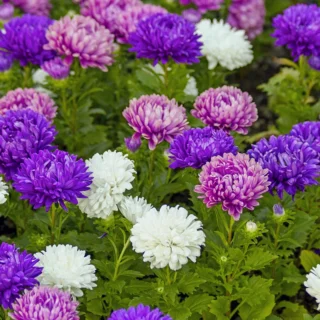 aster-flower-saplings-colors