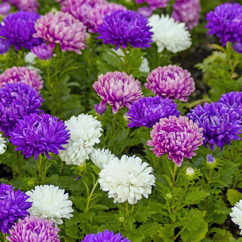 aster-flower-saplings-colors