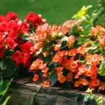 Begonia Double Petal Bulb (Any Color)