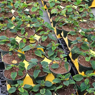 buy-poinsettia-flower-plants-sapling