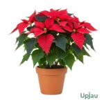 Buy Poinsettia Flower Plants Sapling Online in India