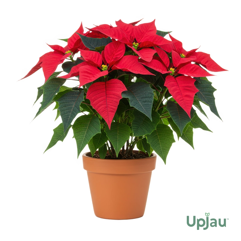 buy-poinsettia-flower-plants-sapling-online-in-india