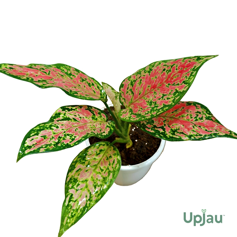 lady-valentine-plant-new-year-gift