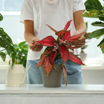 Aglaonema
