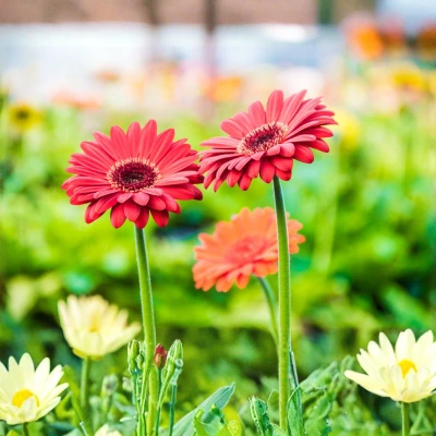 Gerbera Daisy