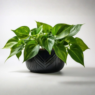 money plant epipremnum aureum