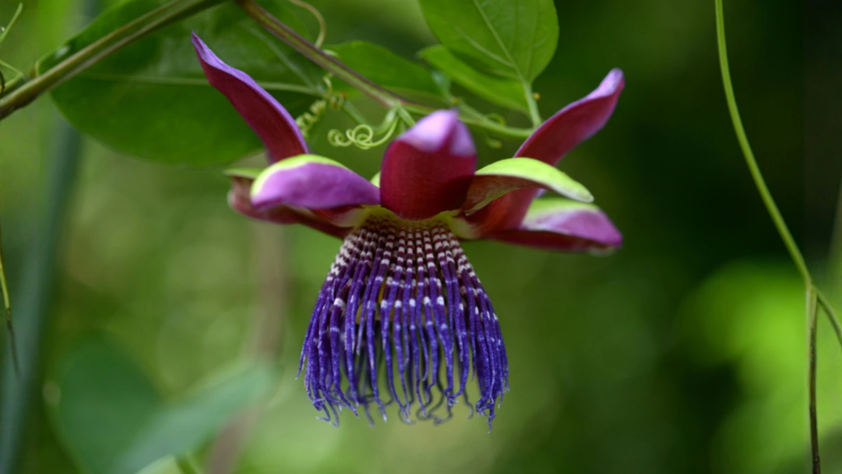 Passiflora Plant _1200x675_blog