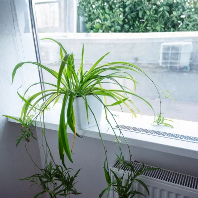 Spider Plant 50kb 3