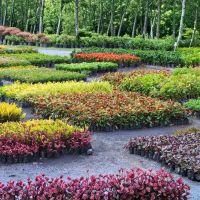 online plant delivery