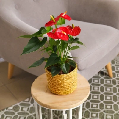 Anthurium red indoor plant India with long lasting flowers for home decoration