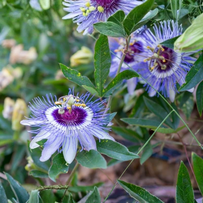 blue Passiflora Plant