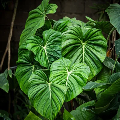 Columbia silver indoor plant India with dark green leaves and silver veins