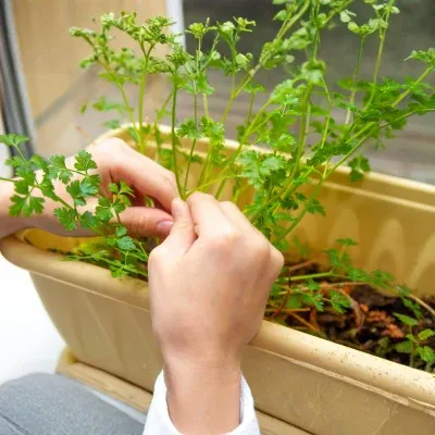 fresh coriander leaves harvest