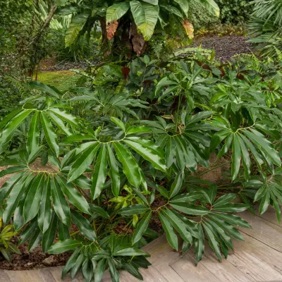Philodendron Goldie indoor plant in India with golden green leaves for home décor