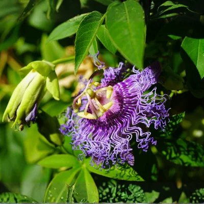 purple Passiflora Plant