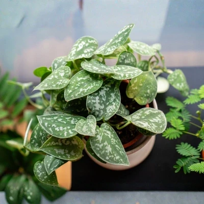 satin money plant indoor india