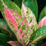 Buy Aglaonema China Valentine Plant Sapling Online
