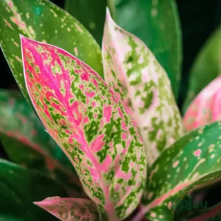 Aglaonema China Valentine