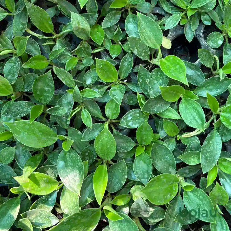 Philodendron Birkin Plant Sapling - Image 4