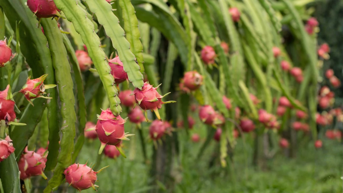 How to Grow Dragon Fruit Plant_1200x675_Blogs