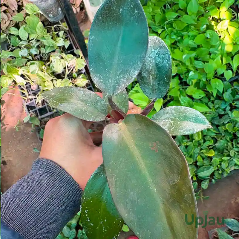 Philodendron Black Cardinal