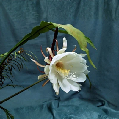 brahmakamal sacred indoor plant