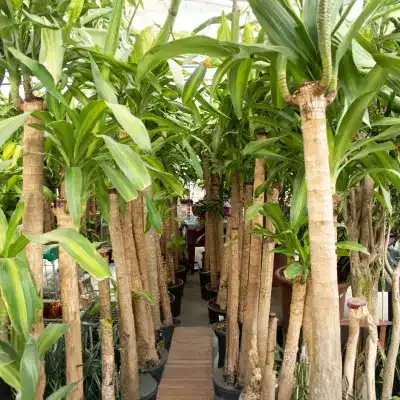 brazilian wood vastu plant