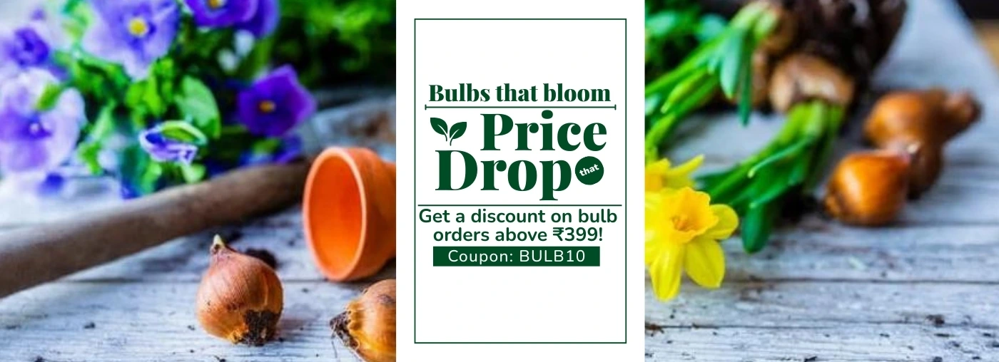 Bulb discount