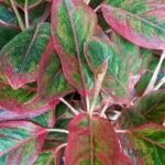Aglaonema Lipstick Plant Sapling