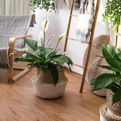 Peace lily plant with white flowers promoting peace and harmony