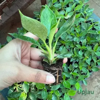 philodendron-birkin-premium-foliage-plant