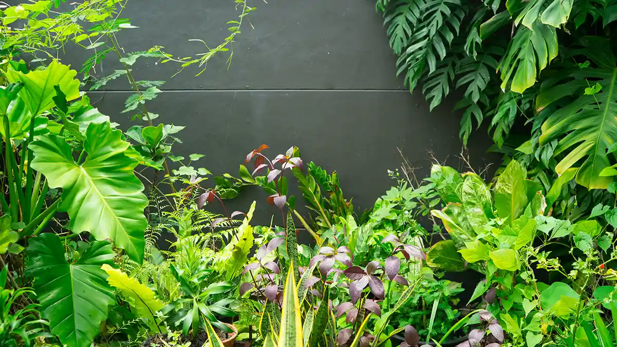 philodendron-plant-varieties