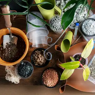 philodendron varieties care