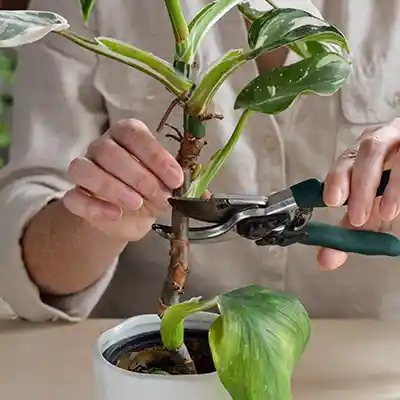 philodendron varieties pruning