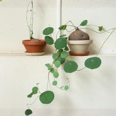 stephania erecta vastu plant