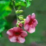 Buy Tiger Allamanda plant sapling Online in India