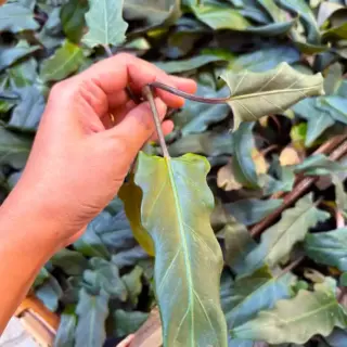 Alocasia Lauterbachiana