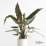 Buy Alocasia Purple Sword Plant Online India