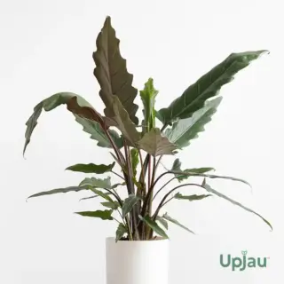 Alocasia Lauterbachiana3