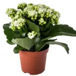 Kalanchoe White