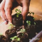 Cocopeat Coir Seedling Coin 40mm