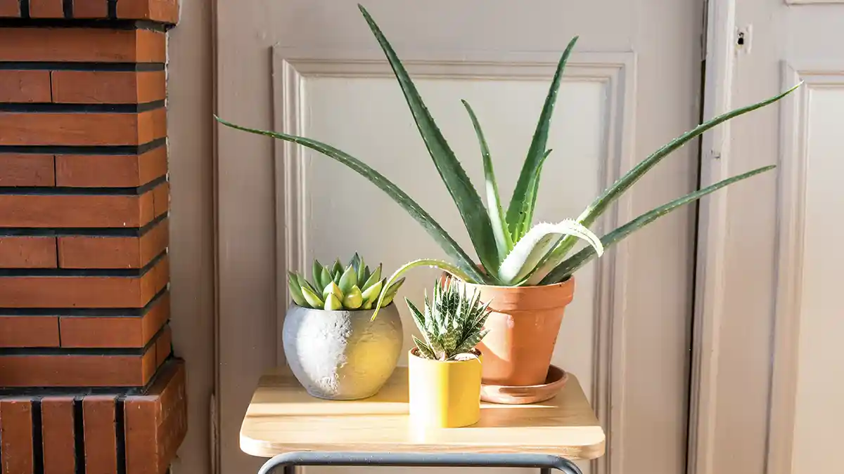 how-to-grow-aloe-vera-plant-at-home