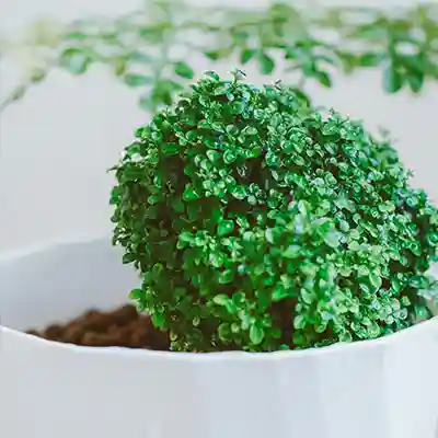 how to grow madhukamini plant