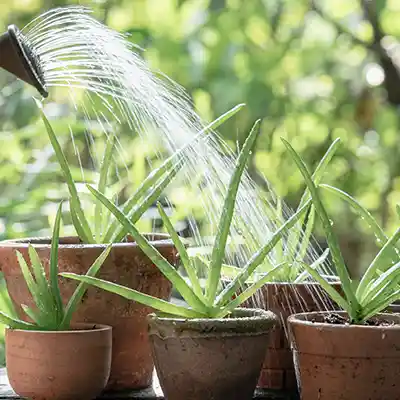 large healthy aloe vera plant