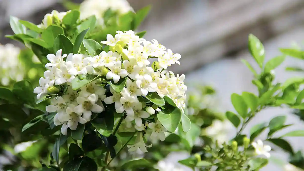 madhukamini-plant-growth-and-care-guide