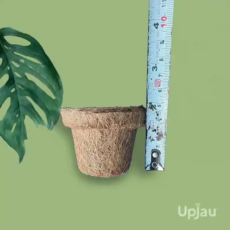 cocopeat pot made from coconut husk coir pith biodegradable material