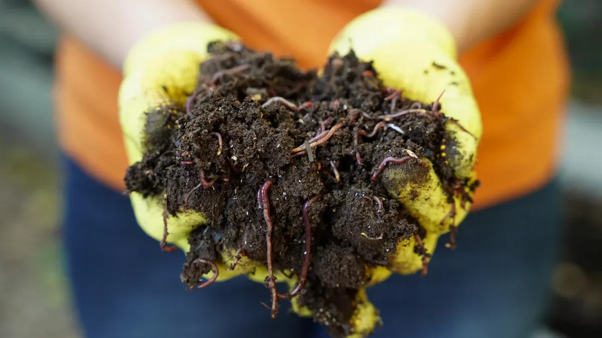 vermicompost-at-home-india
