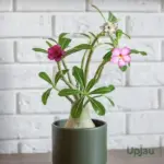 Adenium Multi Grafted Flower Plant (3 Different Colour)