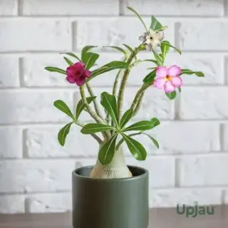 Adenium_Multi_3-Color_R-700×700 copy